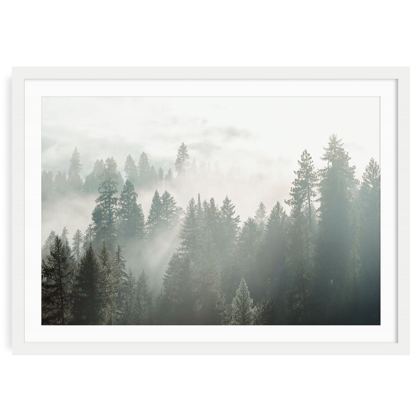 Fine art photo of a misty evergreen forest with soft fog drifting through pine trees. Tranquil and atmospheric, perfect for calm and natural spaces.