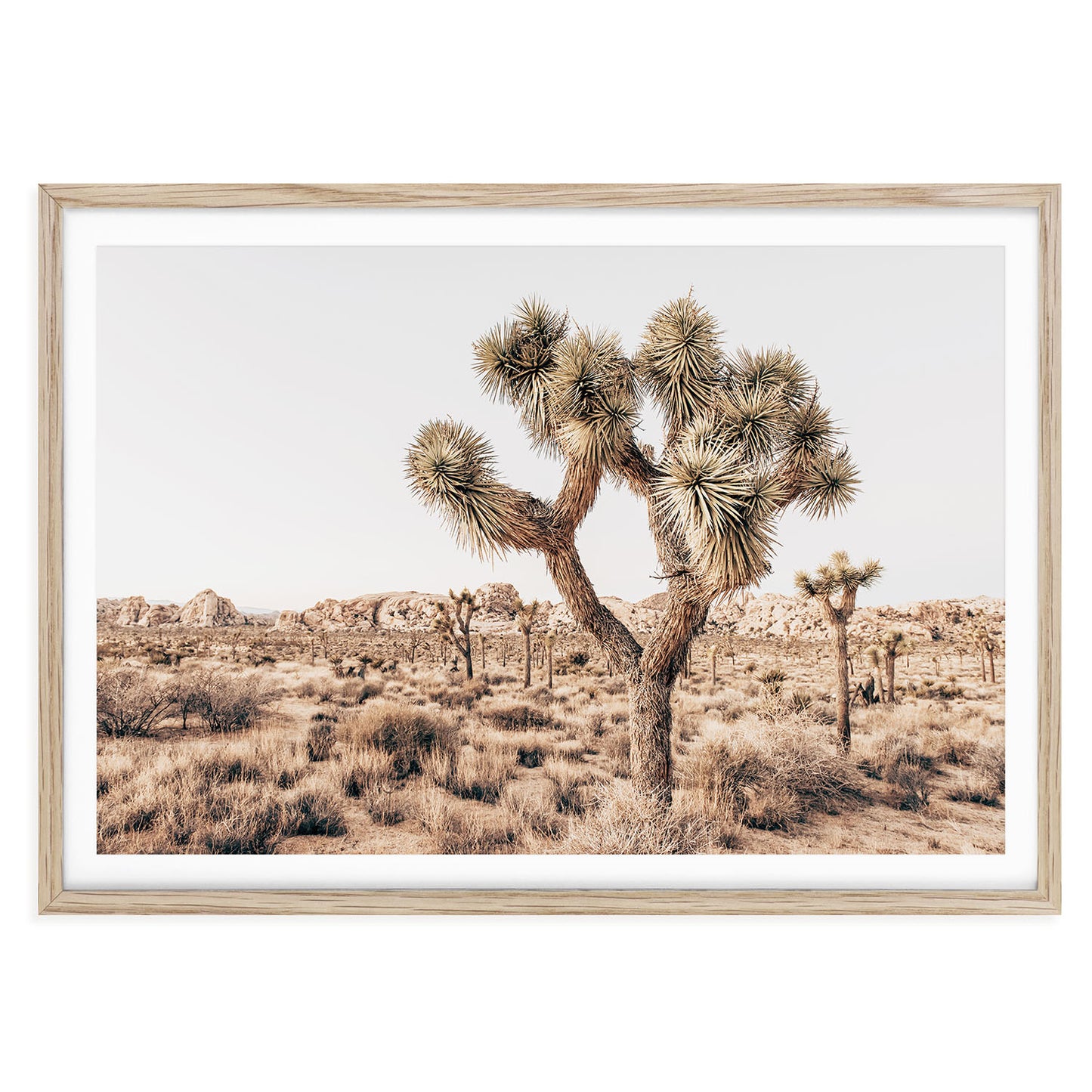 YUCCA