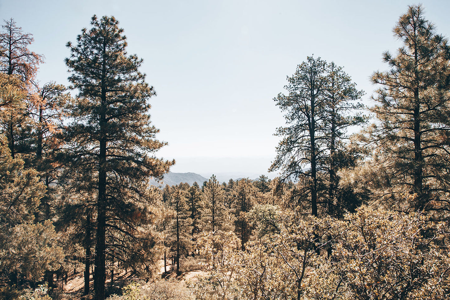 HUALAPAI WOODS