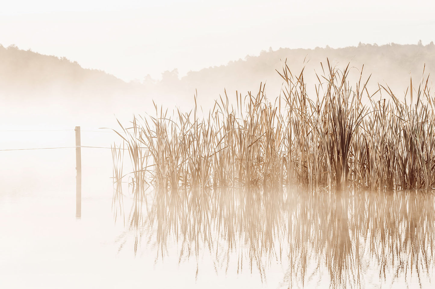 FADED REEDS