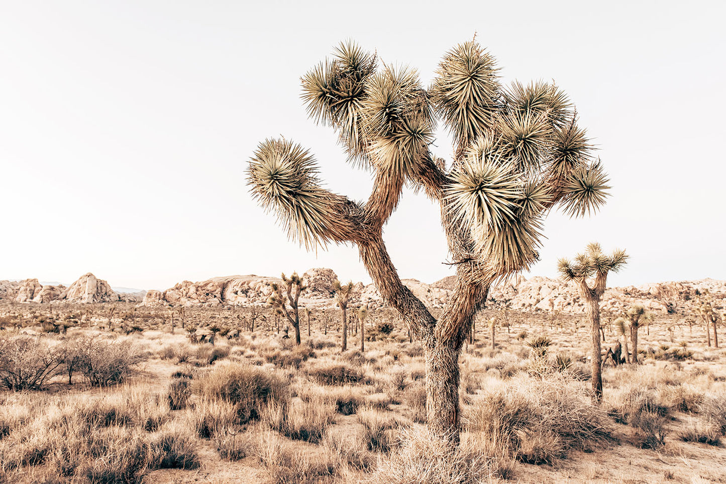 YUCCA