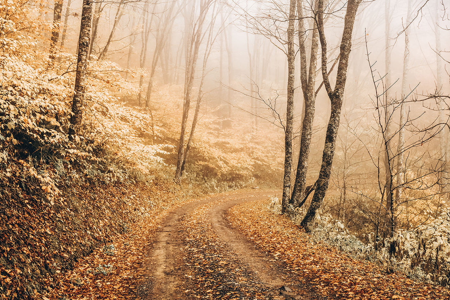 TRAIL