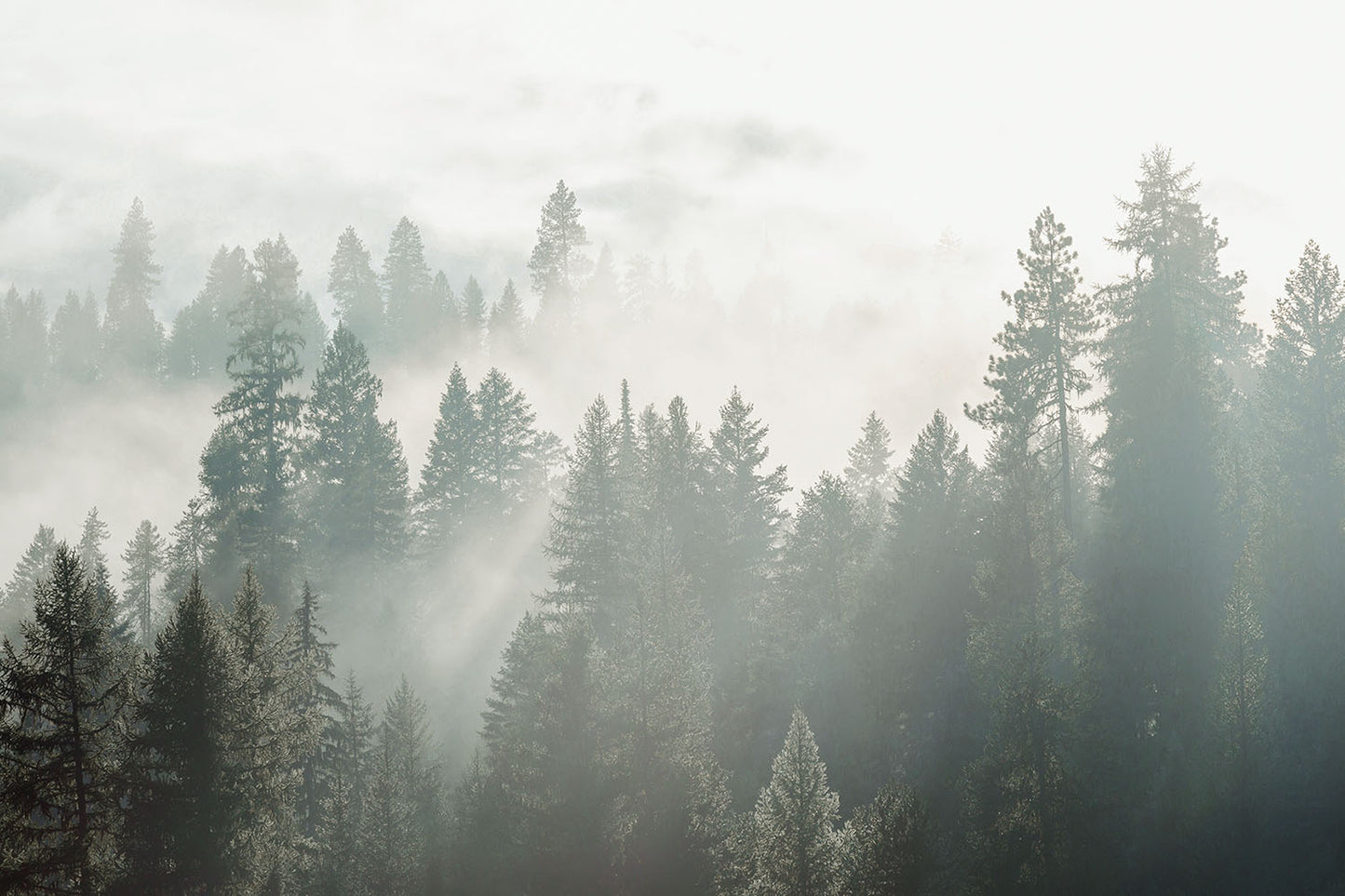 SILENT WOODS