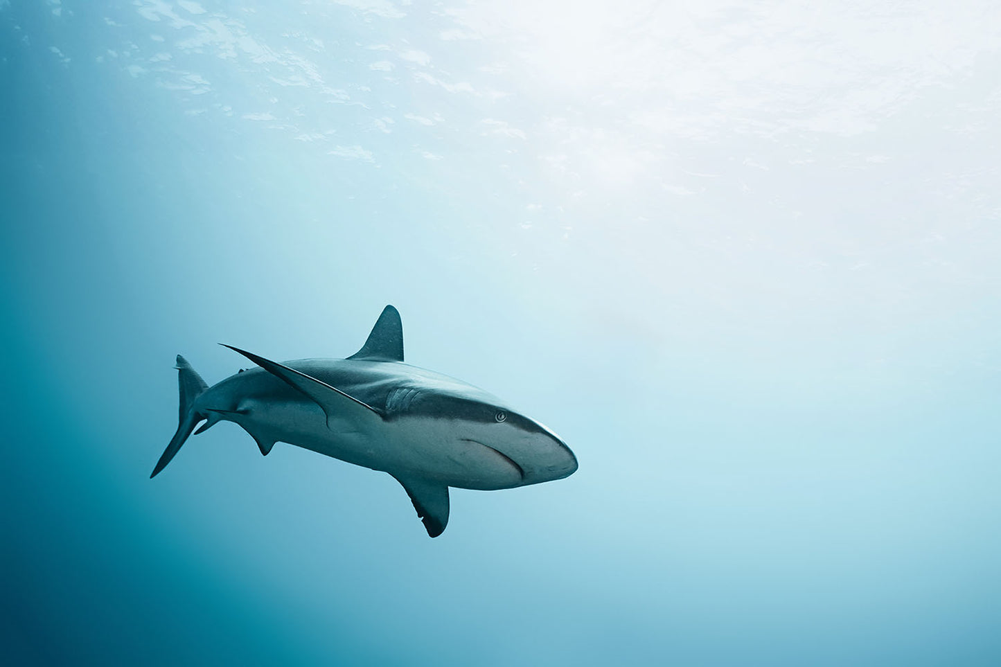 DEEP WATERS