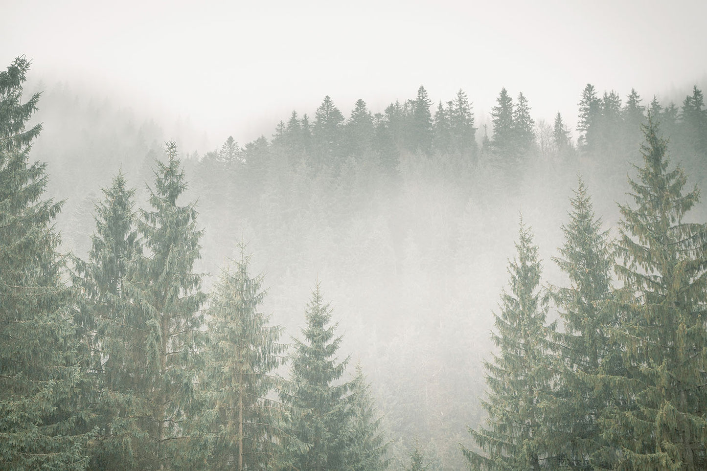 FOGGY PINES