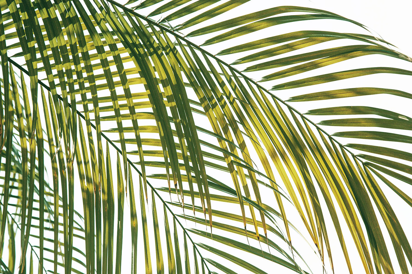 TROPIC CALM