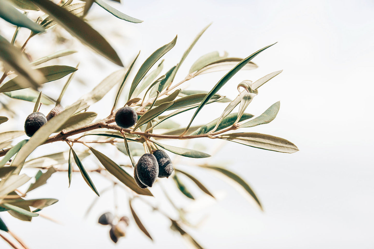 BRANCH