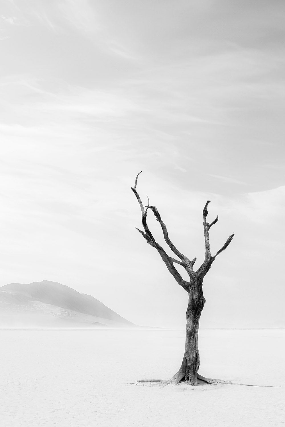 LONE TREE