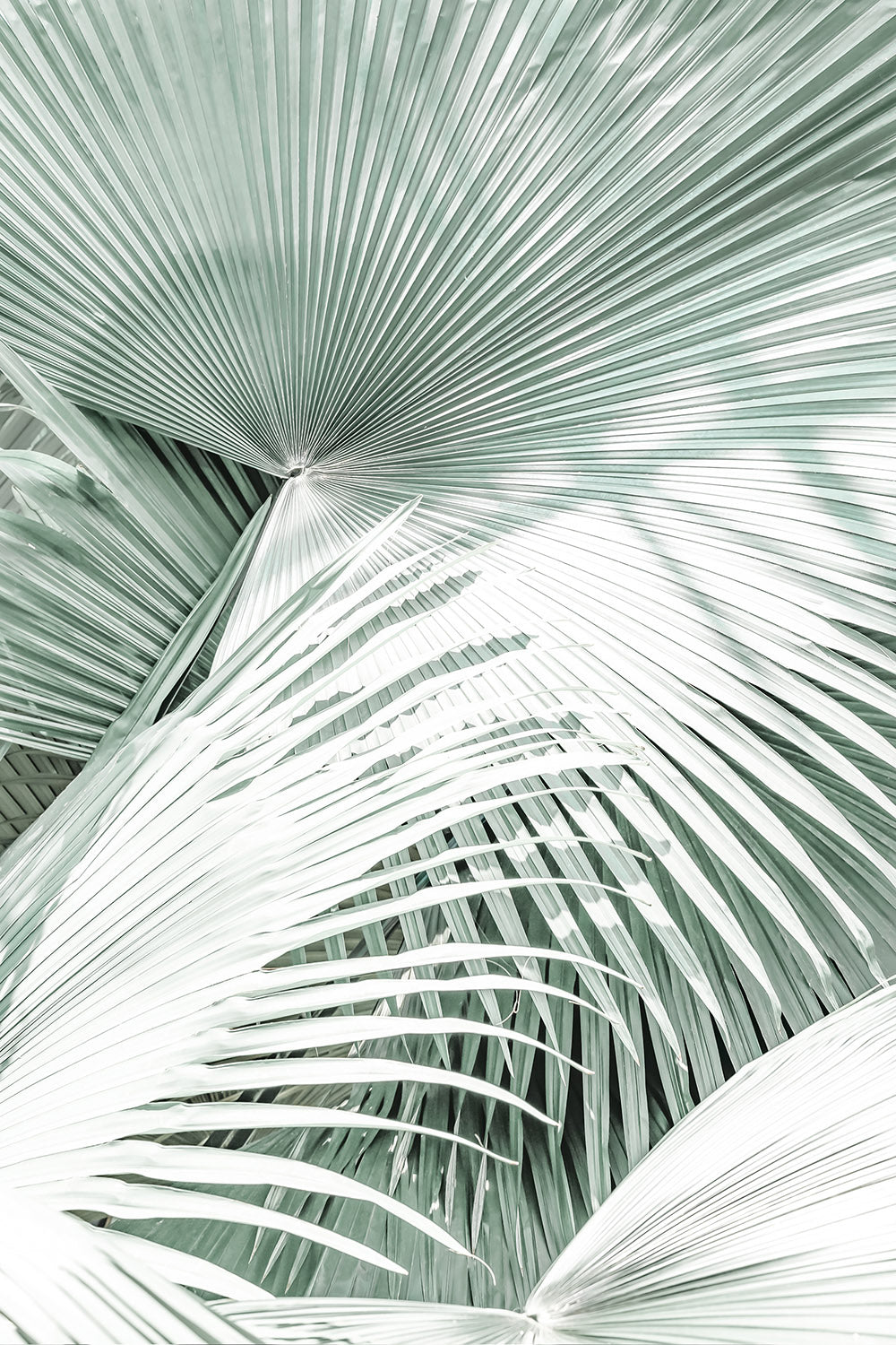 FOLIAGE