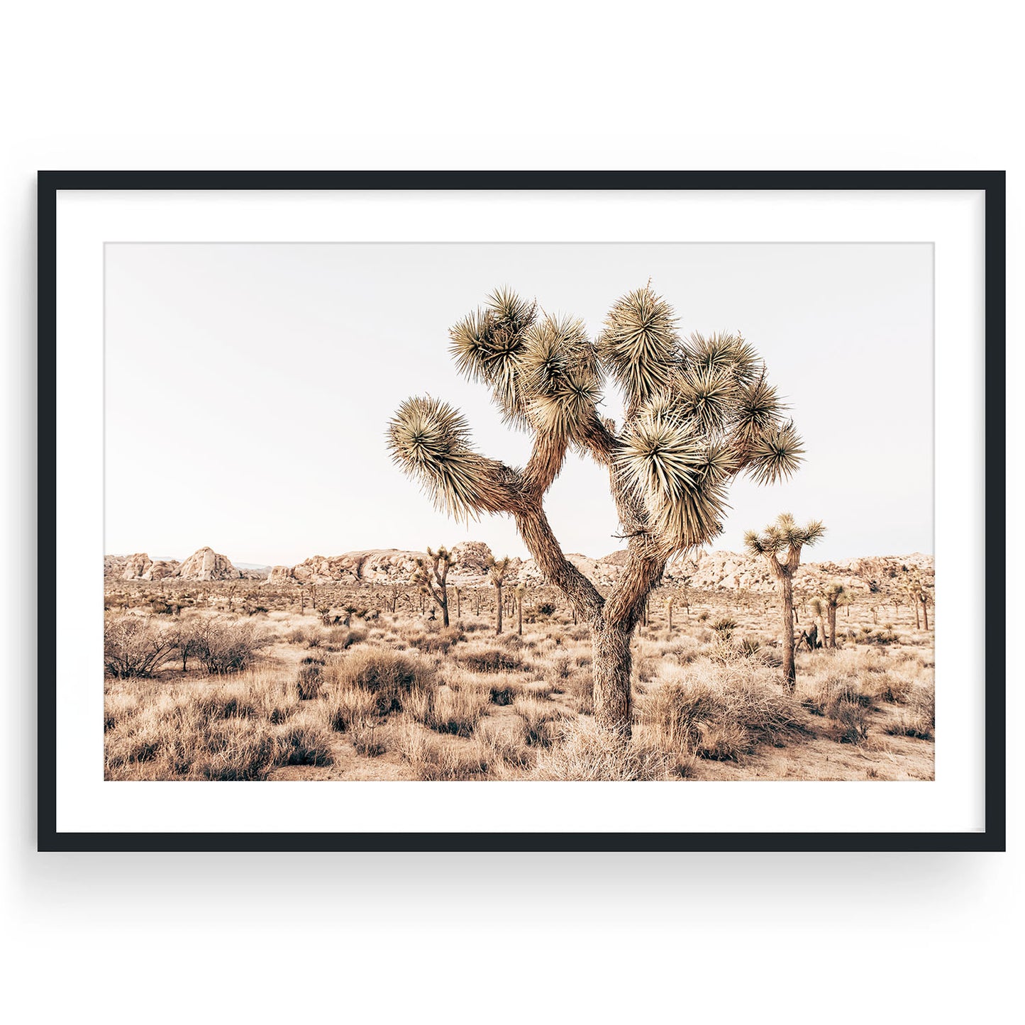 YUCCA