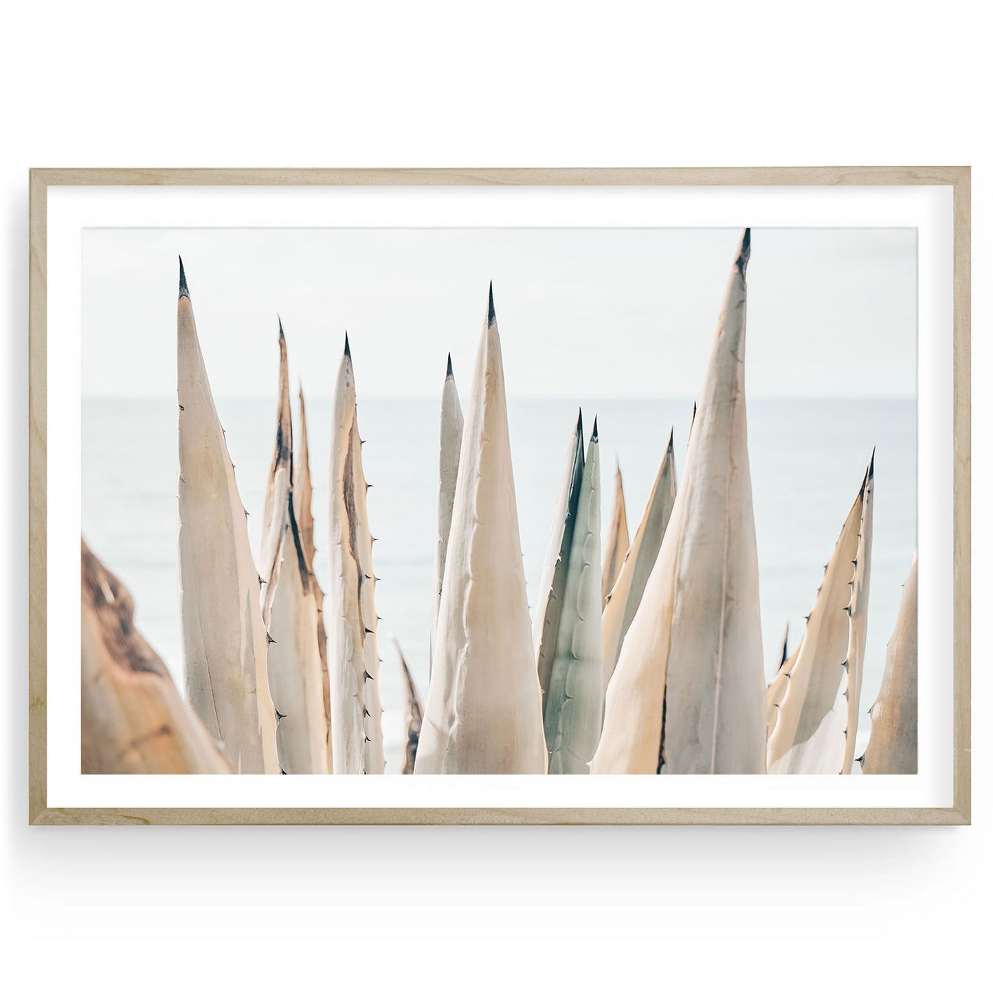 Sunlit coastal agave plant with soft light, airy California nature landscape print, minimalist fine art wall decor for beach house or serene modern interiors.
