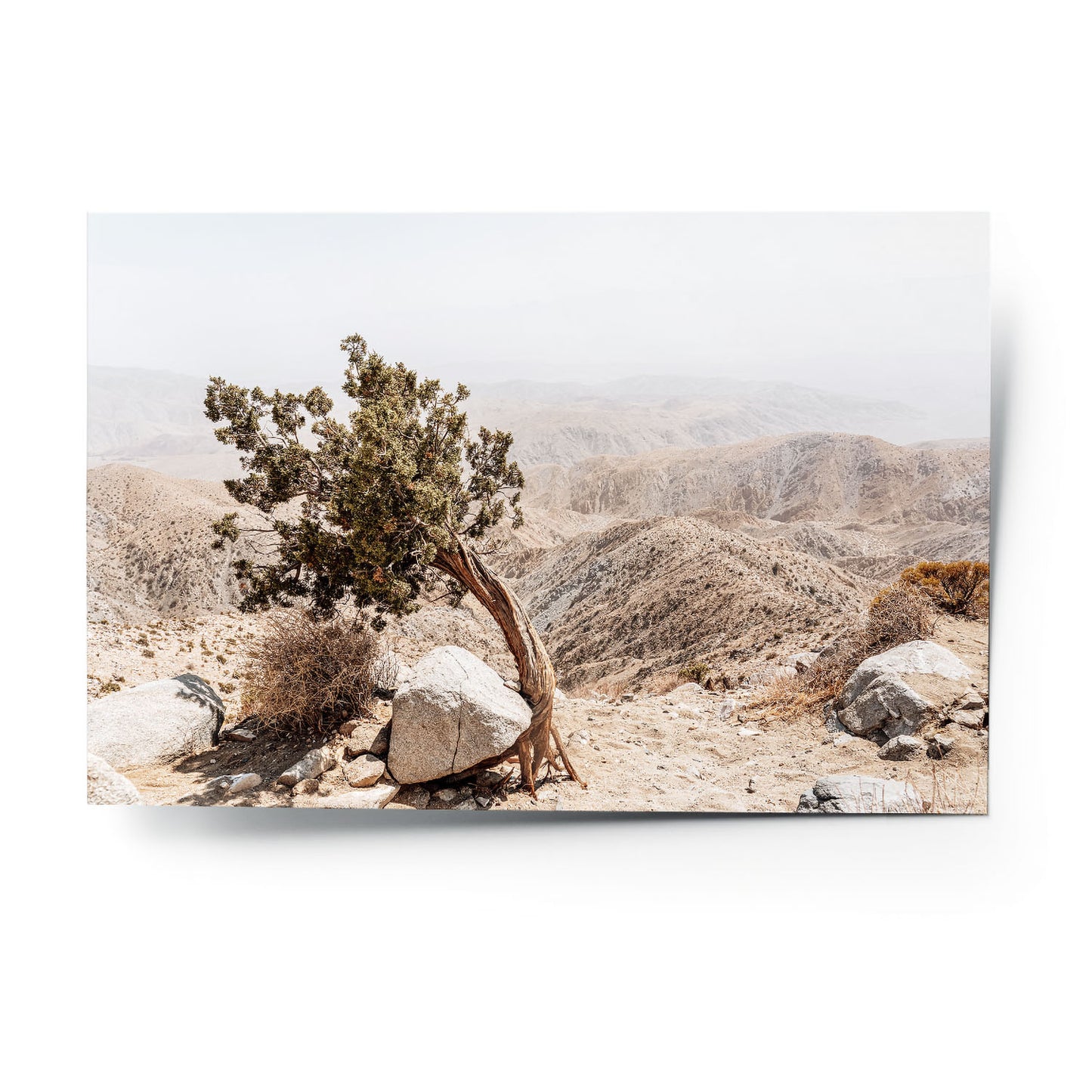 WANDERING TREE