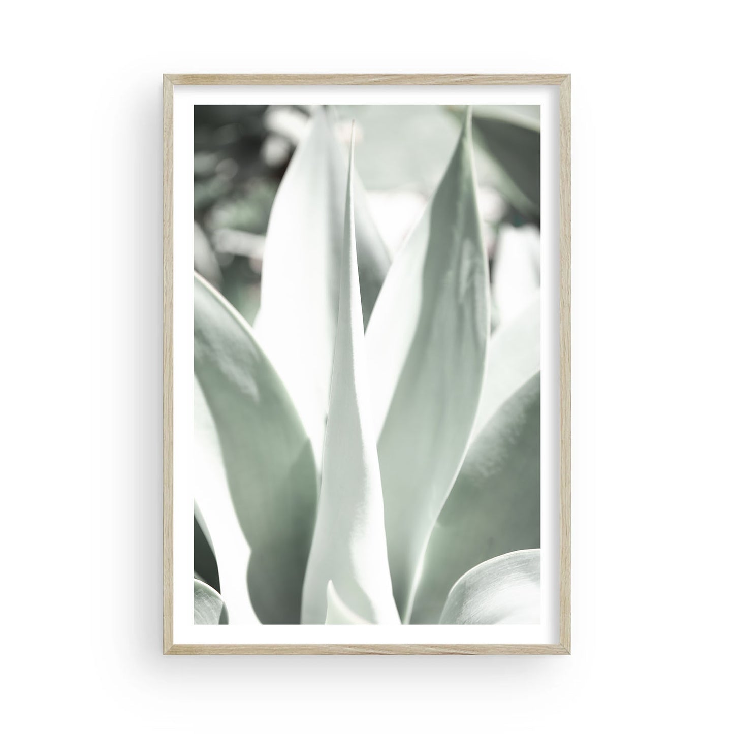 Minimalist botanical print of pale green agave leaves, desert-inspired wall art for neutral interiors, modern nature photography for home or office decor.