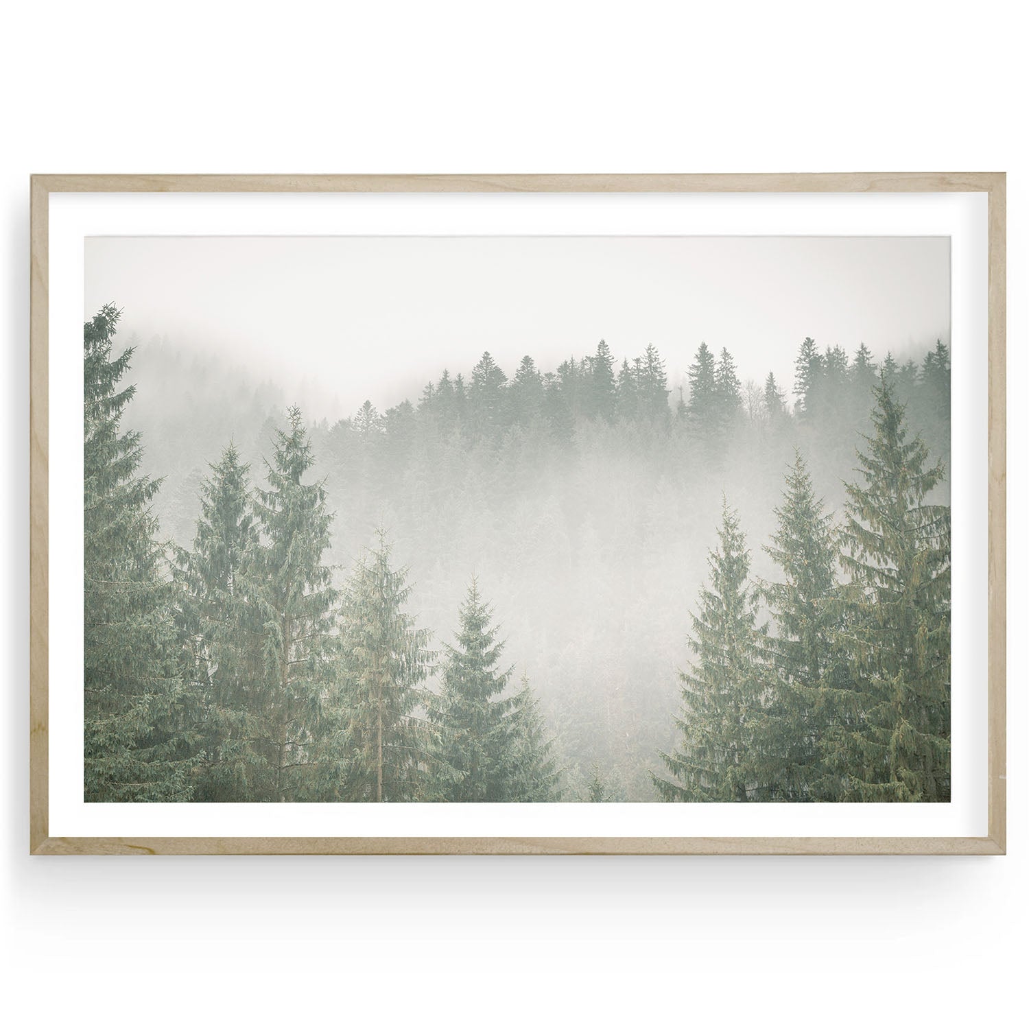 絵画 Forest Hills HUSH – Foggy Evergreen Forest Wall Art Print in Soft Green