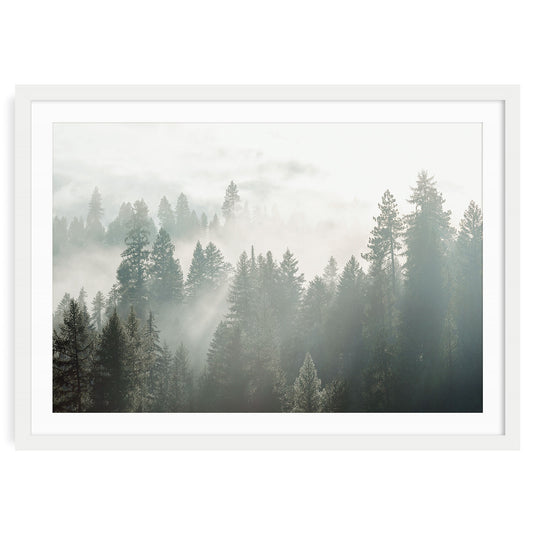 Fine art photo of a misty evergreen forest with soft fog drifting through pine trees. Tranquil and atmospheric, perfect for calm and natural spaces.