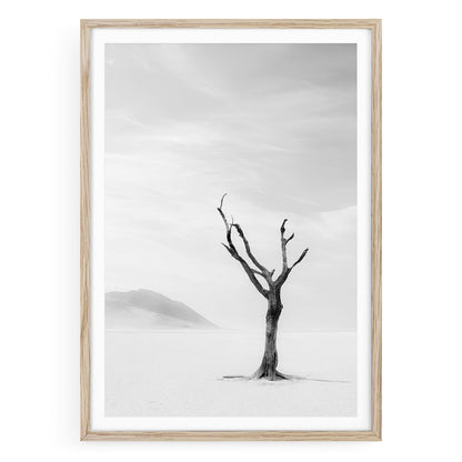 Black and white fine art photo of a single desert tree standing in sand with soft shadows and open sky creating a minimalist and tranquil atmosphere
