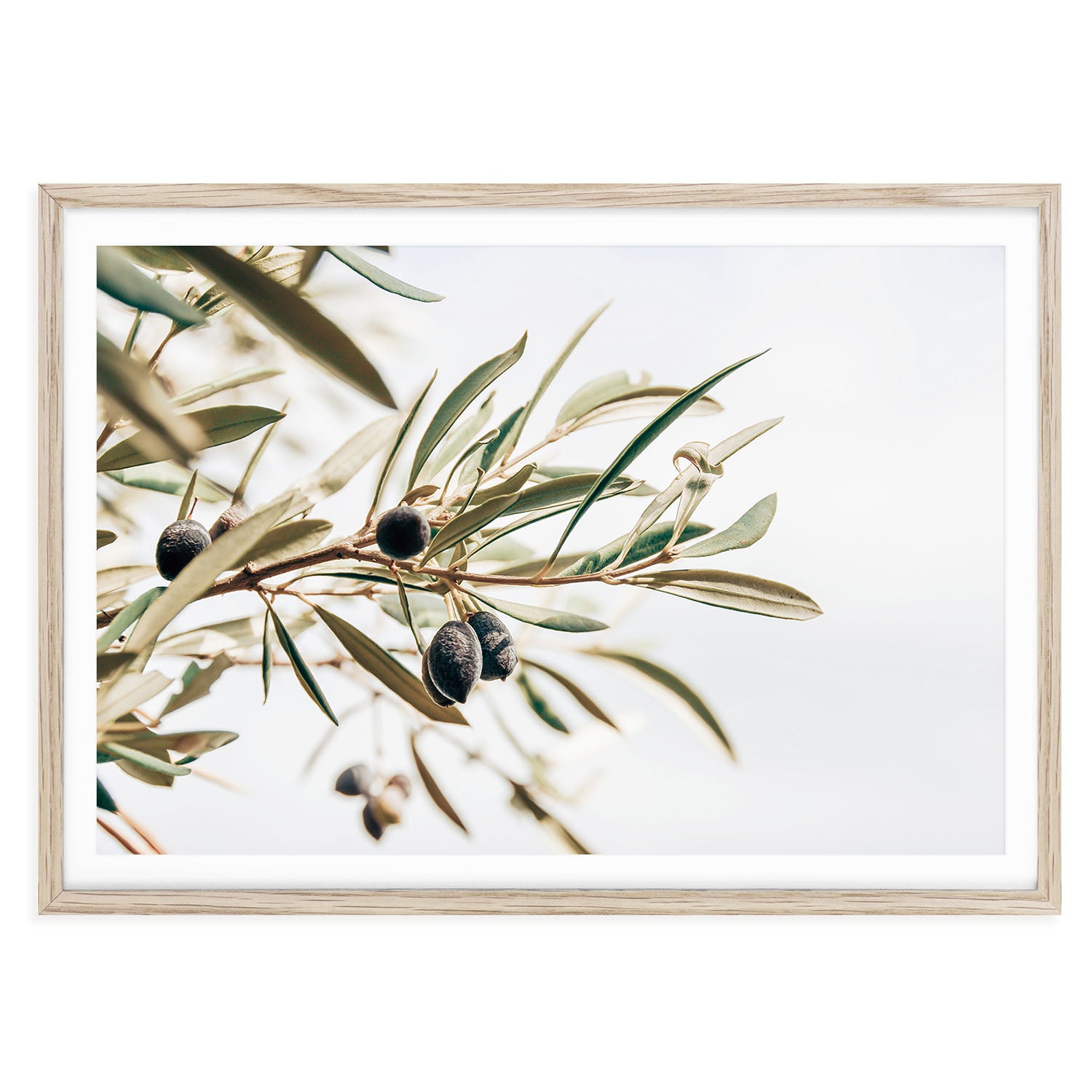 Minimalist olive branch art print in neutral tones, Mediterranean dining room wall decor, botanical fine art for modern home interiors.