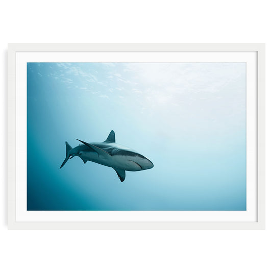 Fine art photograph of a shark swimming gracefully underwater in deep blue ocean waters, showcasing marine wildlife in a bold and serene style.