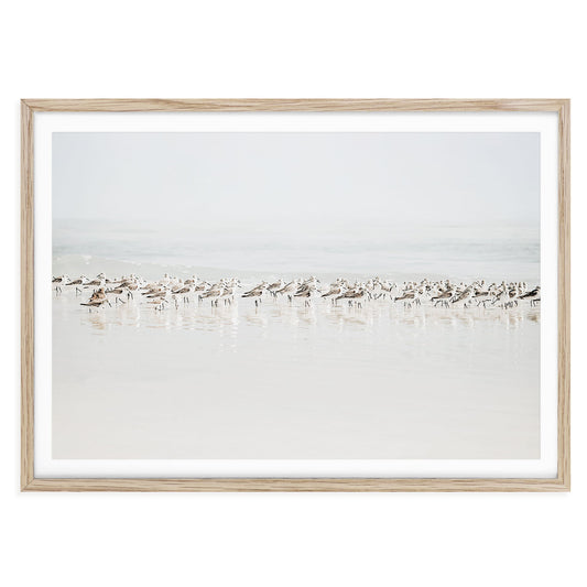 Fine art photo print of a flock of sandpipers walking along a neutral-toned beach with wet sand and soft ocean reflections, minimalist coastal bird wall decor