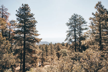 HUALAPAI WOODS