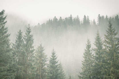 FOGGY PINES