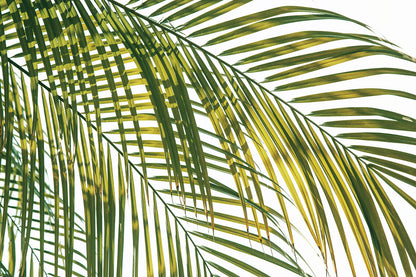 TROPIC CALM