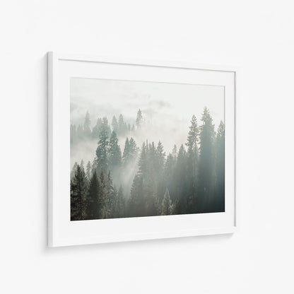 SILENT WOODS