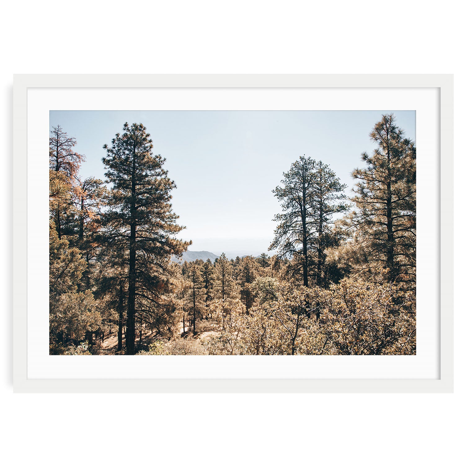 Hualapai Mountains forest landscape fine art print showing misty pine trees and rugged mountain peaks in natural sunlight perfect for wall decor