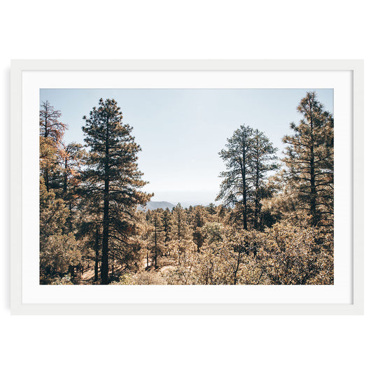 Hualapai Mountains forest landscape fine art print showing misty pine trees and rugged mountain peaks in natural sunlight perfect for wall decor