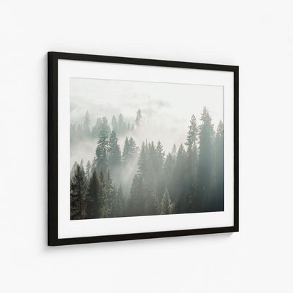 SILENT WOODS