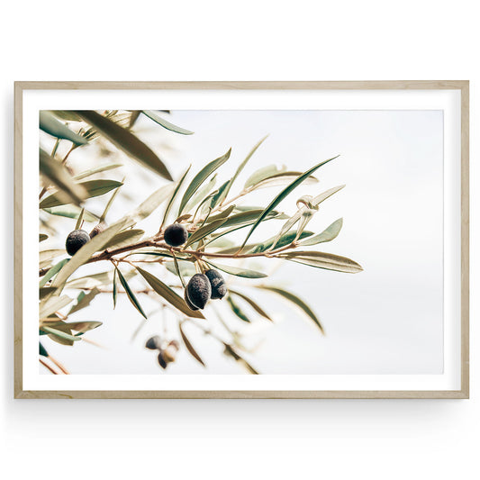 Minimalist olive branch art print in neutral tones, Mediterranean dining room wall decor, botanical fine art for modern home interiors.