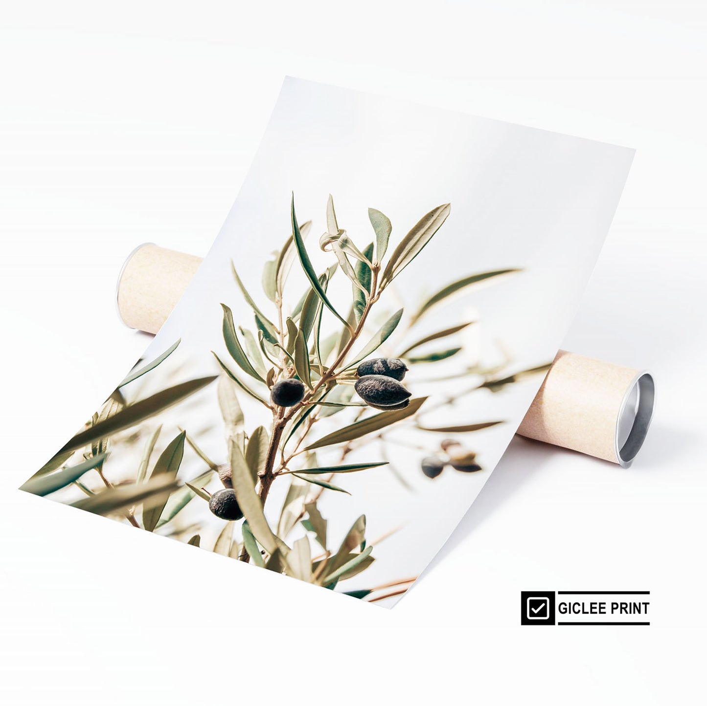 OLIVE BRANCH