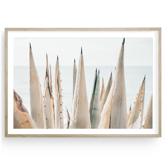 Sunlit coastal agave plant with soft light, airy California nature landscape print, minimalist fine art wall decor for beach house or serene modern interiors.