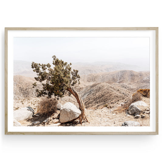 Neutral-toned Joshua Tree landscape in desert light, minimalist boho fine art print for beige wall decor or modern rustic interiors.