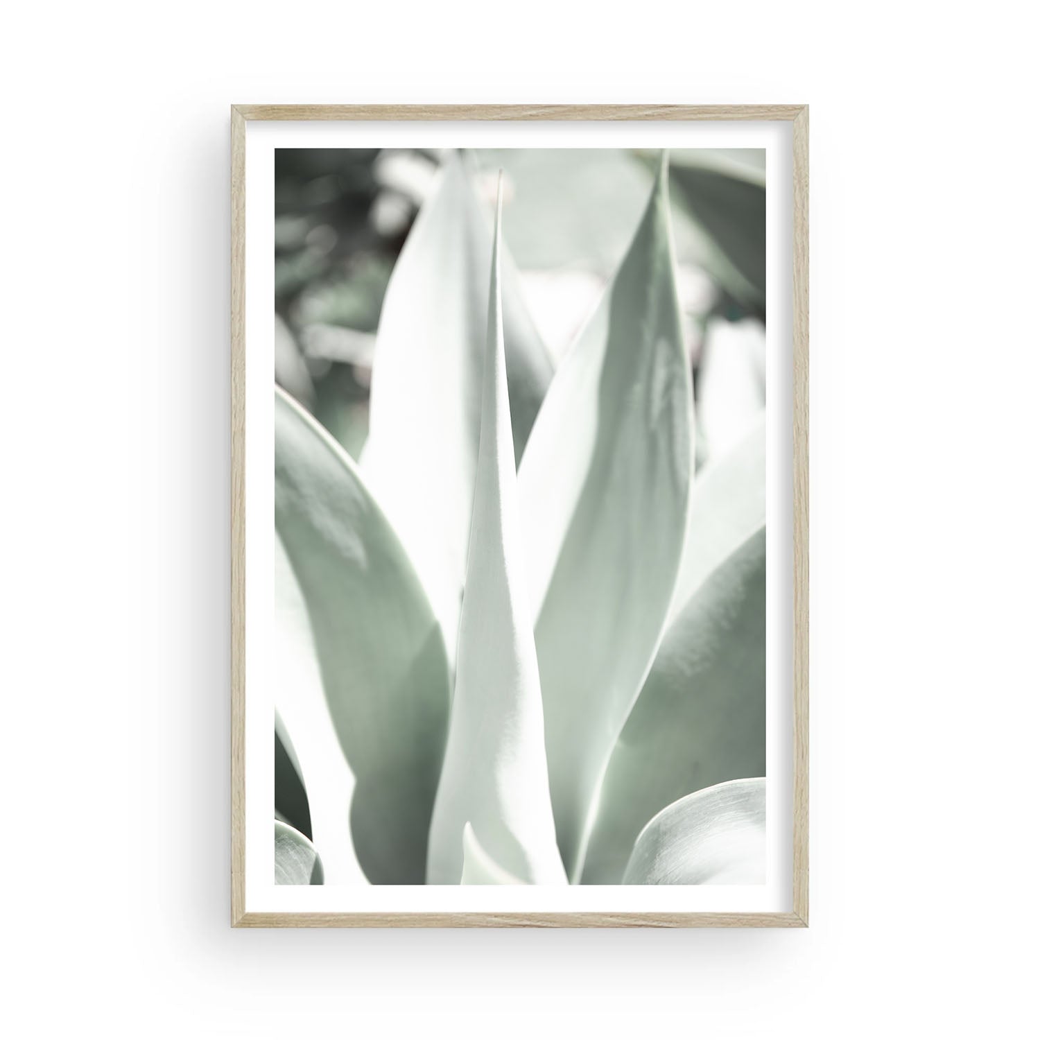Minimalist botanical print of pale green agave leaves, desert-inspired wall art for neutral interiors, modern nature photography for home or office decor.