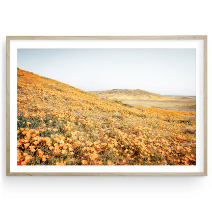 Spring wildflowers fine art print featuring a vibrant field of California orange poppies ideal for adding bold color and West Coast nature beauty to your home.