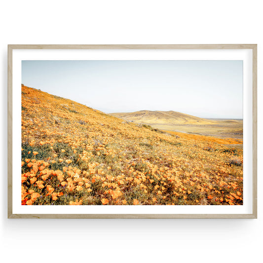 Spring wildflowers fine art print featuring a vibrant field of California orange poppies ideal for adding bold color and West Coast nature beauty to your home.