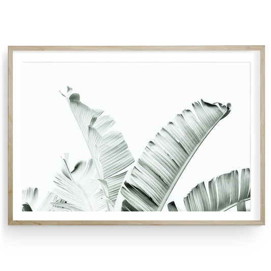 Mint green banana leaves minimalist coastal botanical nature fine art print, tropical plant wall art for beachy, neutral home decor.